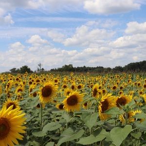 Meet your Posher, Sasha